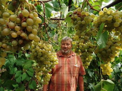 В Южноуральске в 9 раз пройдет праздник винограда