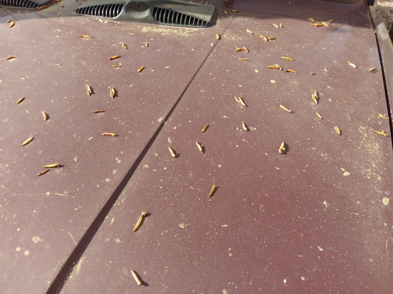Зеленая пыльца засыпала машины и скамейки в Южноуральске
